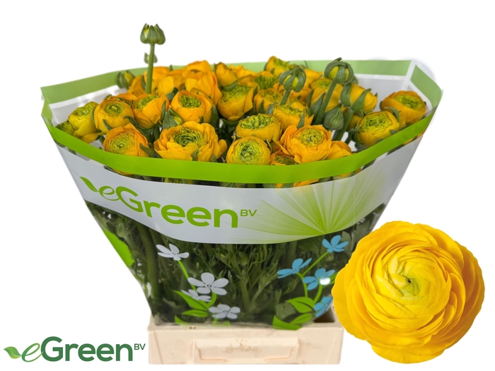 <h4>RAN AAZUR YELLOW</h4>