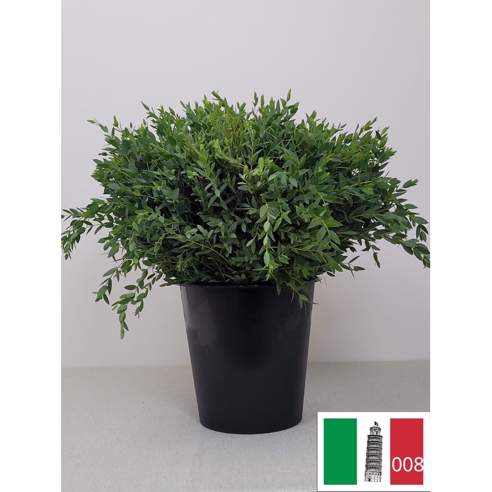 <h4>EUC PARVIFOLIA PB</h4>