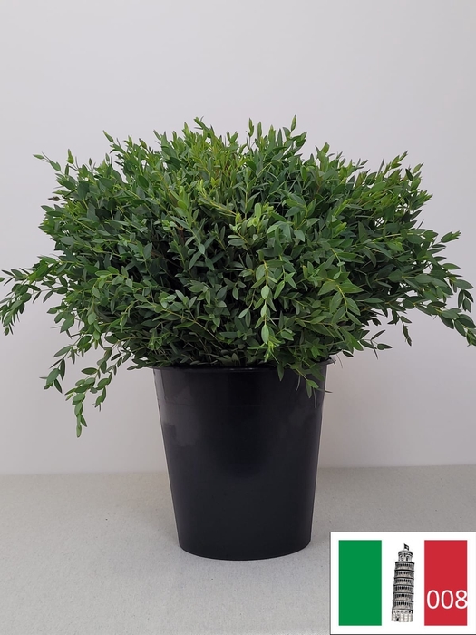 EUC PARVIFOLIA PB