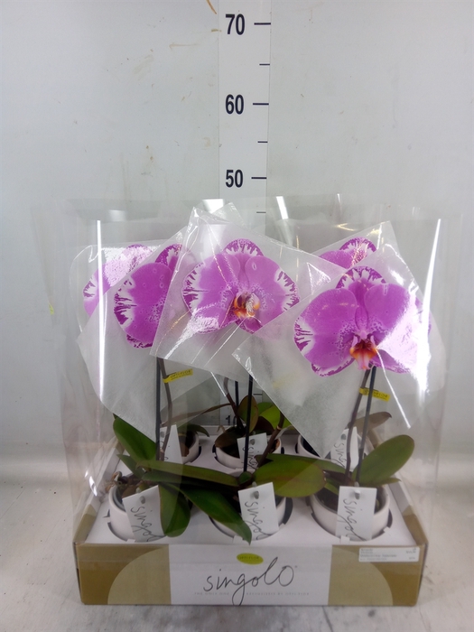 <h4>Phalaenopsis   ...</h4>
