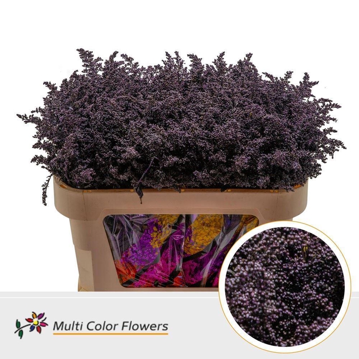 Solidago colored AUBERGINE