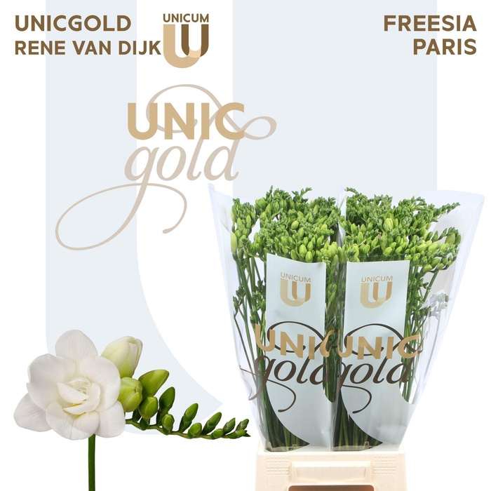 <h4>Freesia DU 'Paris'</h4>