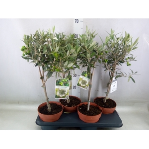 Olea europaea