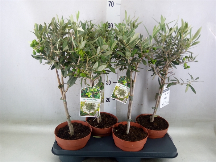 <h4>Olea europaea</h4>