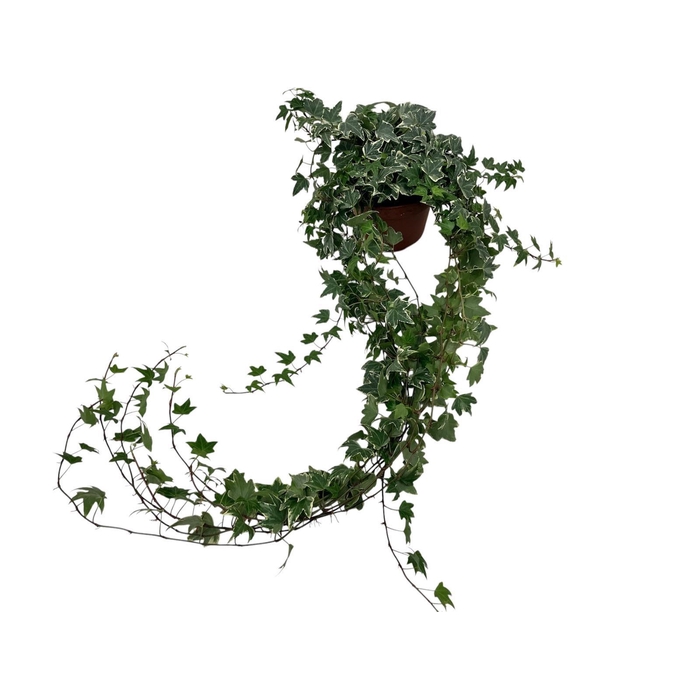 <h4>Hedera helix witbont lange plant - lengte 70 cm.</h4>