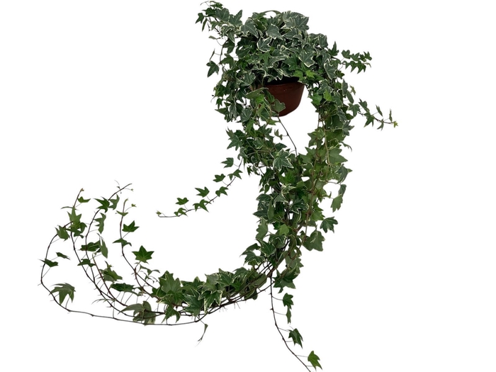 Hedera helix witbont lange plant - lengte 70 cm.