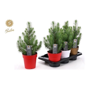 PINUS SILVER CREST