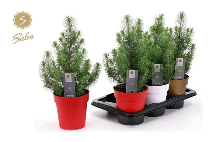 <h4>PINUS SILVER CREST</h4>