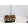 KALANCHOE P06 BICOLOR