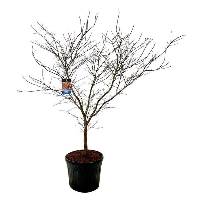 <h4>Acer North Wind ®</h4>