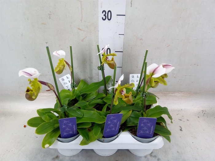 <h4>Orchideeen   ...mix</h4>