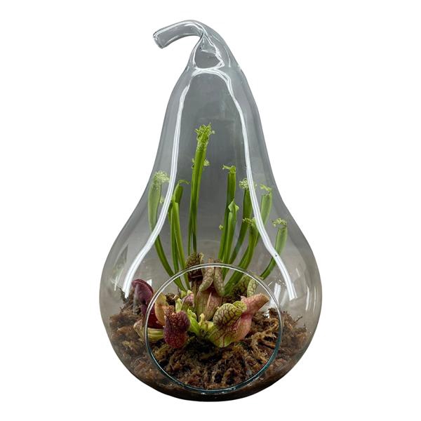 <h4>Terrarium in peer glas</h4>