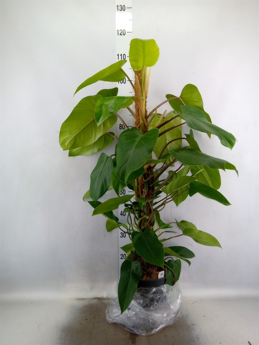 <h4>Philodendron  'Emerald Queen'</h4>