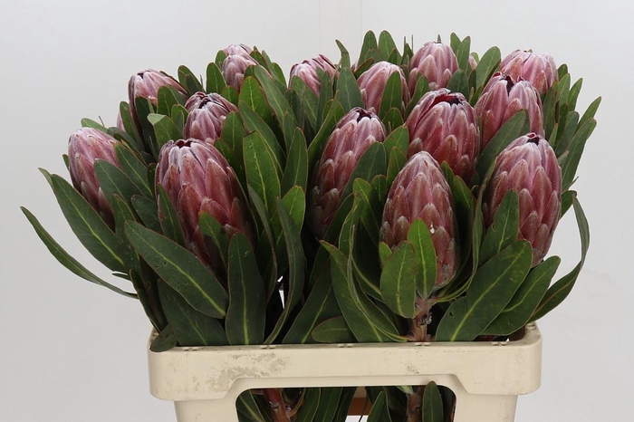 <h4>PROTEA PINK ICE</h4>