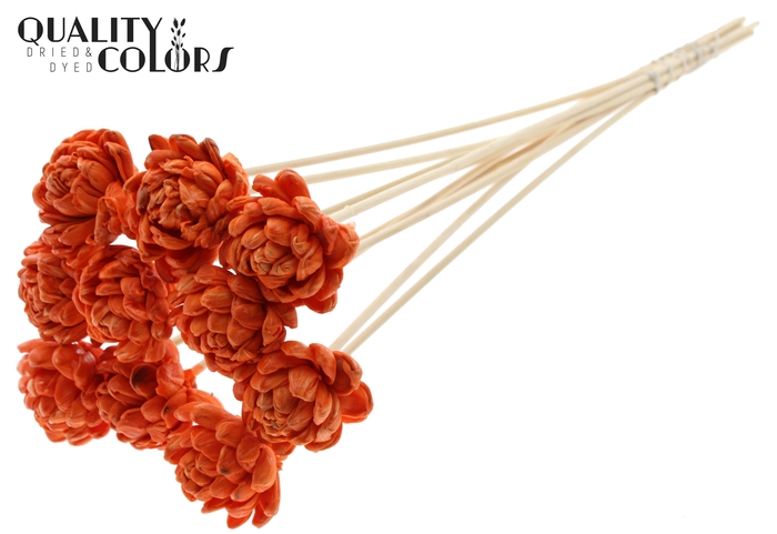 <h4>Shola New Beauty Rose 6cm on stem Wax Orange</h4>