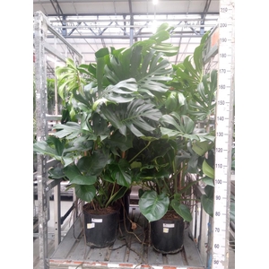 Monstera delic.