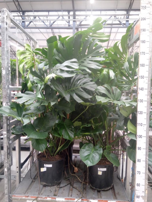 <h4>Monstera delic.</h4>