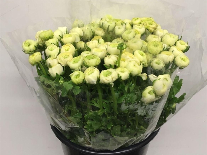 <h4>Ran El Creme Extra</h4>