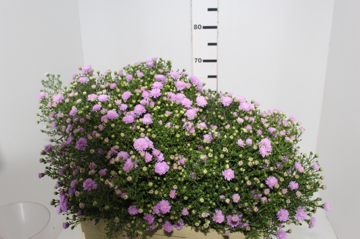 <h4>ASTER ROSA MAÇO</h4>