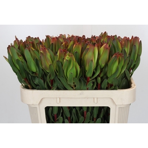 Leucadendron Laurel Yellow