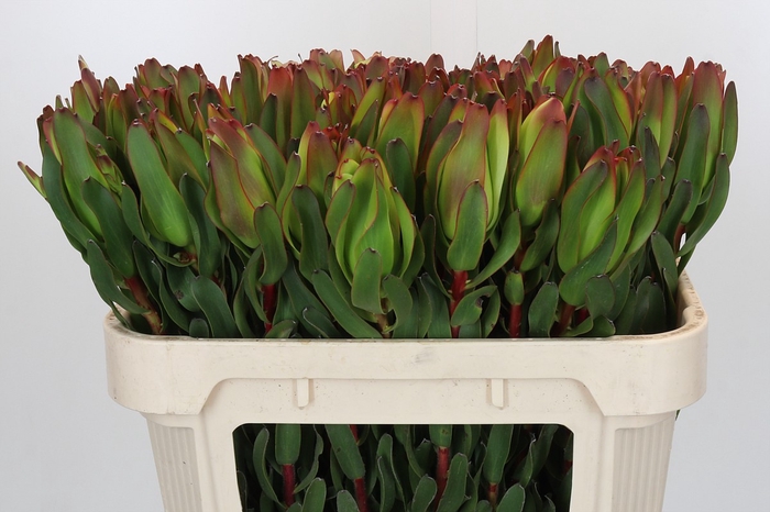 <h4>Leucadendron Laurel Yellow</h4>