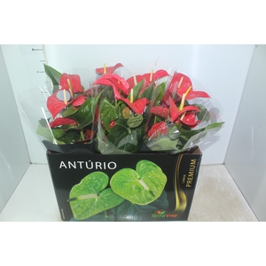 ANTHURIUM MICHIGAN P17 PREMIUM