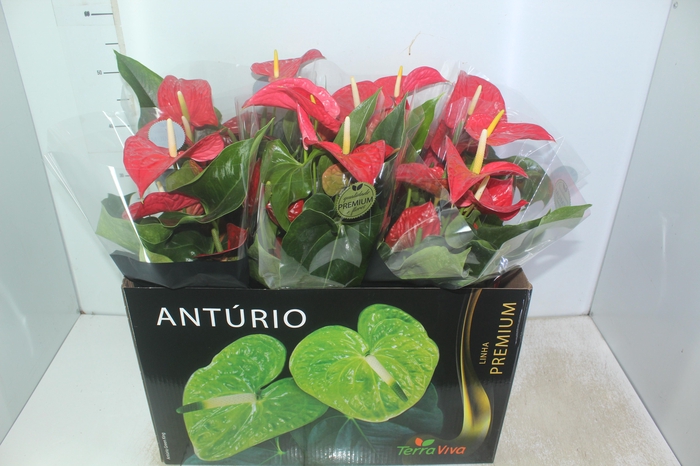 <h4>ANTHURIUM MICHIGAN P17 PREMIUM</h4>