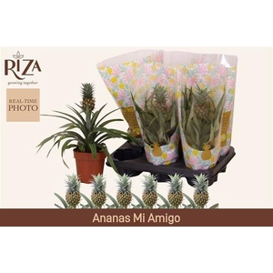 ANANAS MI AMIGO