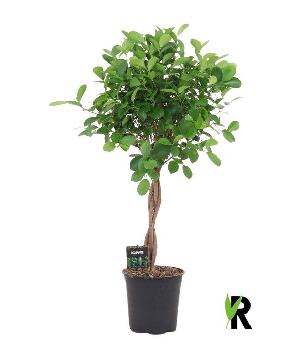 <h4>Ficus microcarpa 'Moclame'</h4>