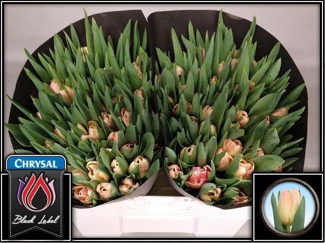 <h4>TU EN CHICA DURA</h4>