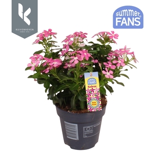 Catharanthus Soiree® Cotton Pinky