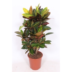 Codiaeum Petra (Croton Petra)