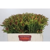 Leucadendron Ayoba Cherry Pearl Spray