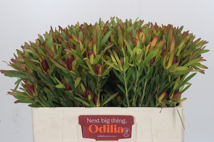 <h4>Leucadendron Ayoba Cherry Pearl Spray</h4>