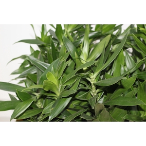 DRACENA PLEOMELE VERDE