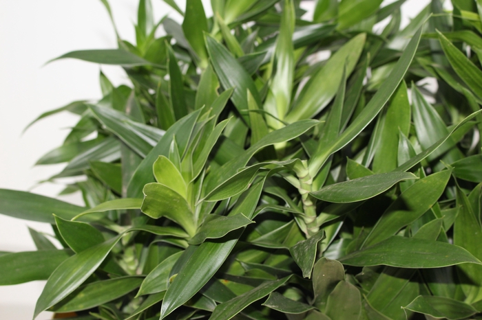 <h4>DRACENA PLEOMELE VERDE</h4>