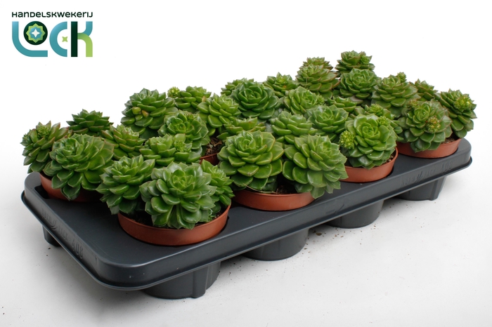 <h4>Echeveria Afines</h4>