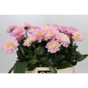 Dahlia Dianas Memory