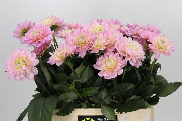 <h4>Dahlia Dianas Memory</h4>