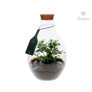 Green Bottle Bolvaas Medium met Bonsai