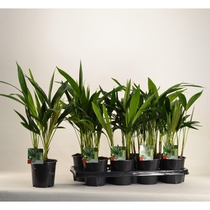 KENTIA - P13 H50 - 6PP (Howea forsteriana)