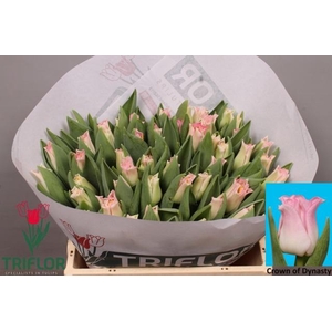 TU CO CROWN  DYNASTY