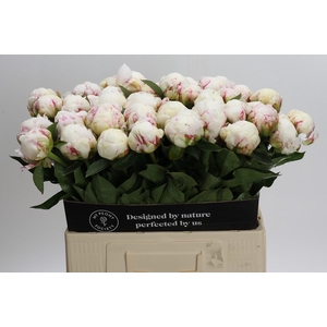 Paeonia Mary E. Nicholls