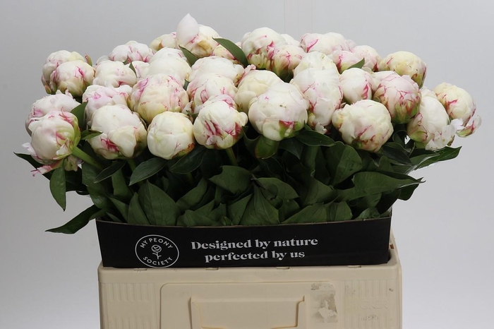 Paeonia Mary E. Nicholls
