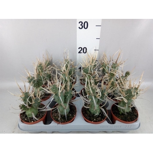 Tephrocactus articulatus