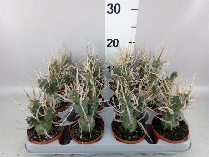 <h4>Tephrocactus articulatus</h4>