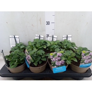 Hosta  'Blue Mouse Ears'