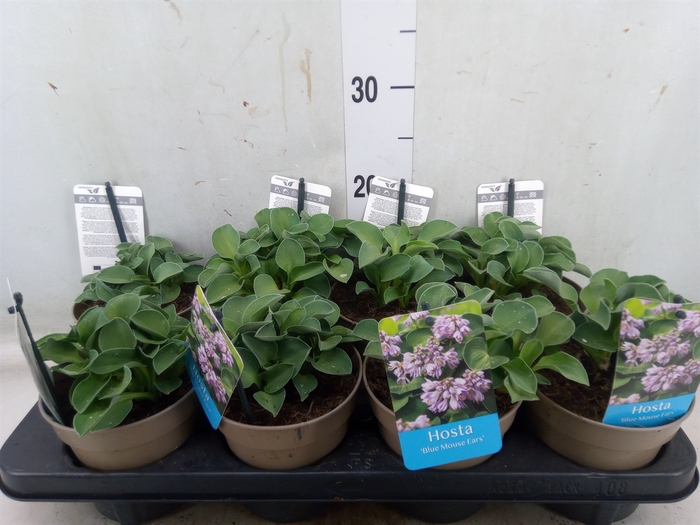 <h4>Hosta  'Blue Mouse Ears'</h4>