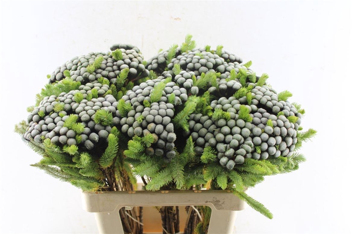 <h4>Kaaps Brunia Albiflora Xl</h4>