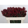 Leucadendron Blush Spray